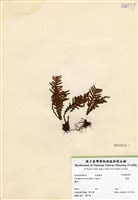 藏品(蒿蕨)的圖片